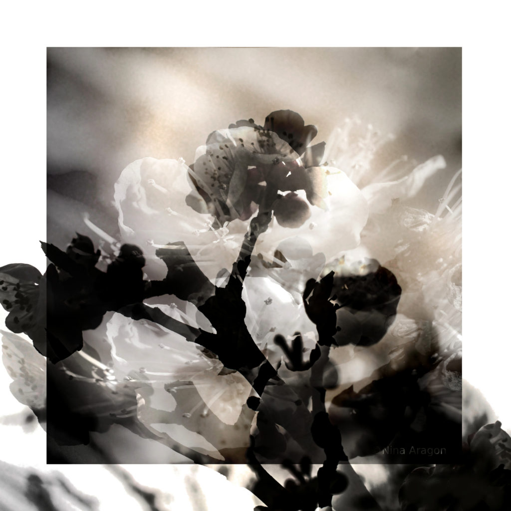Fleurs d'amandiers 2 Nina Aragon Photos Art Contemporain