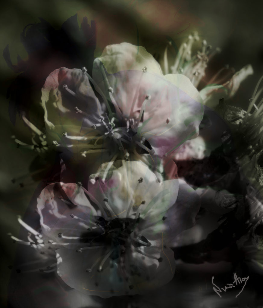 fleurs, numérique, bouquets, père, série, pièces uniques,Nina Aragon